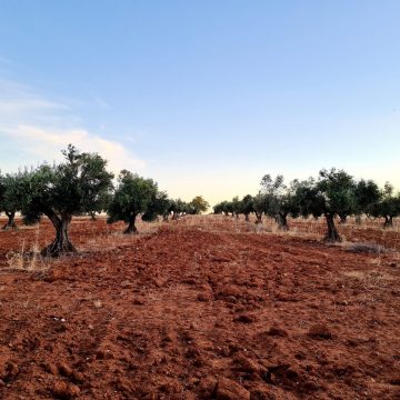 Olivos de La Alcarria