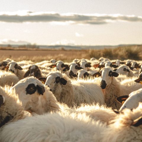 Copia de IMG_2548 Copia de IMG_2548