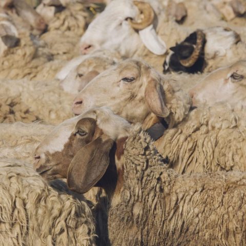 EL CARRUSEL · CASTILLA_MAL_RV_7293_1