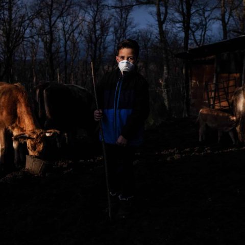 niño con una vaca