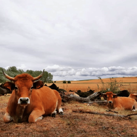 capture-20210729-102857