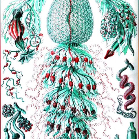 dessin-de-ernst-heinrich-haeckel-2